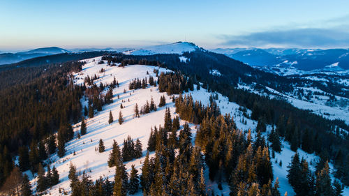 Panoramic shot of pine trees on snowcapped mountains against sky