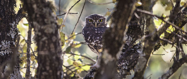 Close-up of owl perching on tree