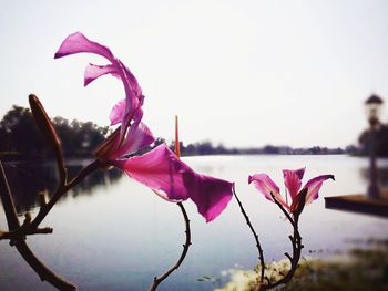 Close-up of fresh pink flowers blooming against sky