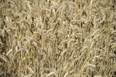 Full frame shot of wheat field