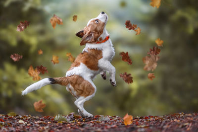 Close-up of dog on field