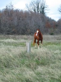 Horse in a field