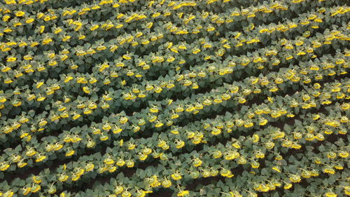 Full frame shot of yellow flowering plants. they follow the sun. 