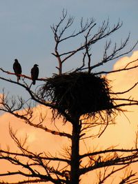 Low angle view of birds perching on tree against sky