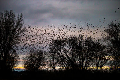 Silhouette of trees against sky at sunset