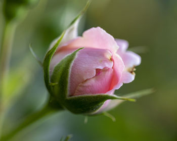 Close-up of pink rose bud