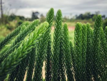 Close-up of crop growing on field