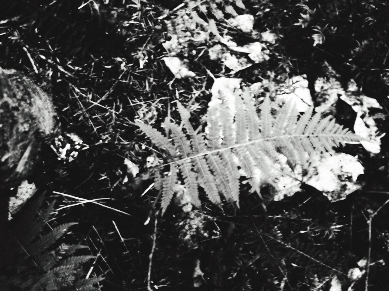 CLOSE-UP OF AUTUMN LEAVES