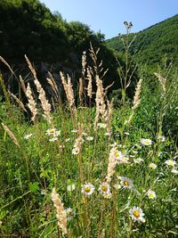 Plants growing on field