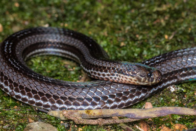 Close-up of snake