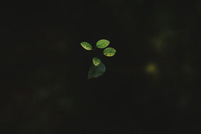 Close-up of green leaves