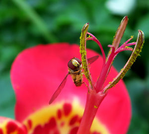 Close-up of insect on flower