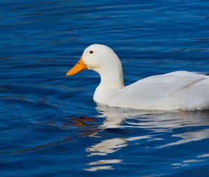 Close-up of swan swimming in lake