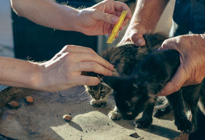 Two men treat a kitten for fleas.
