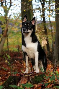 Portrait of a dog in the forest