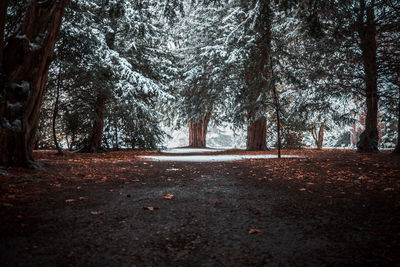 Trees in forest during autumn