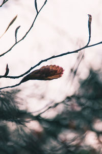 Bare branches against sky