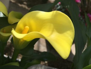 Close-up of yellow flower