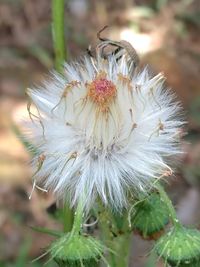 Close-up of white flower