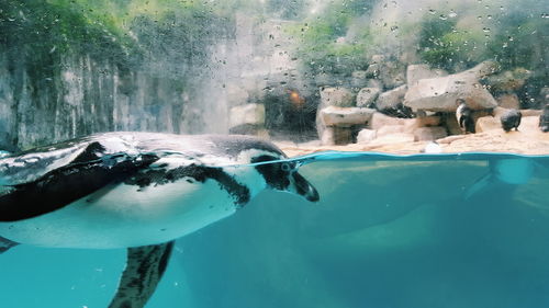 Penguin swimming in pool at zoo