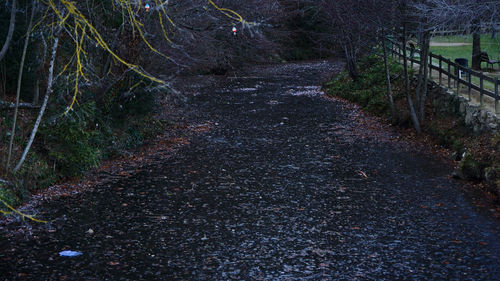 Footpath amidst trees in forest