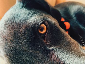 Close-up portrait of a dog