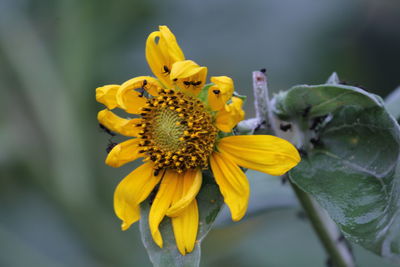 Close-up of yellow flowering plant