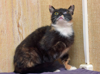 Portrait of cat sitting against wall