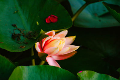 Close-up of lotus water lily in pond