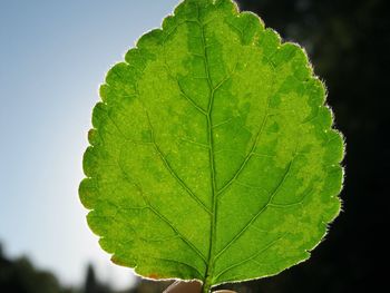 Close-up of leaves