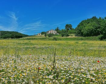 Scenic view of flowering plants on field against sky