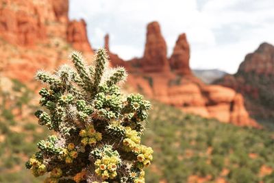 Close-up of flowering plant on rock against sky