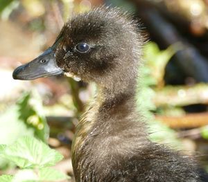 Close-up of a bird