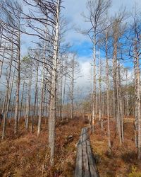 Railroad track amidst bare trees