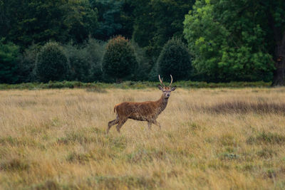 Deer standing in a forest