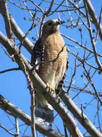 Low angle view of hawk perching on tree against sky