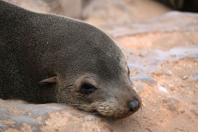 Close-up of an animal sleeping on rock