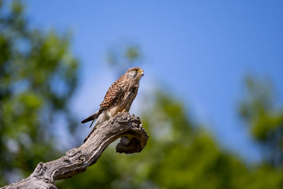 Low angle view of eagle perching on tree