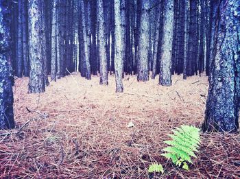 Trees growing in forest