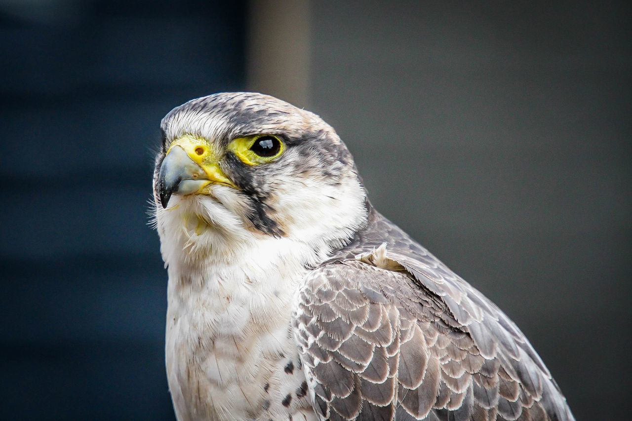 CLOSE-UP PORTRAIT OF AN OWL