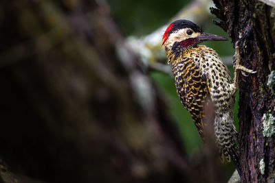 Close-up of a bird perching on tree