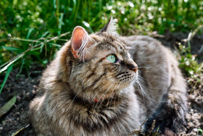 Portrait of beautiful striped ginger cat with long hair, green eyes and long moustache in the garden