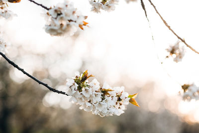 Close-up of cherry blossoms in spring