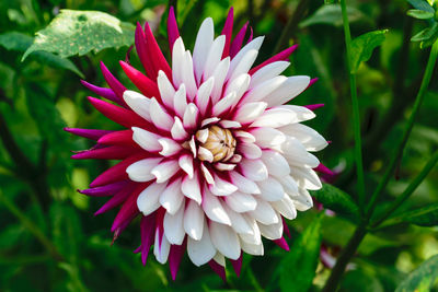 Close-up of pink dahlia flower