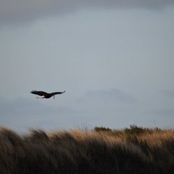 Low angle view of bird flying in the sky