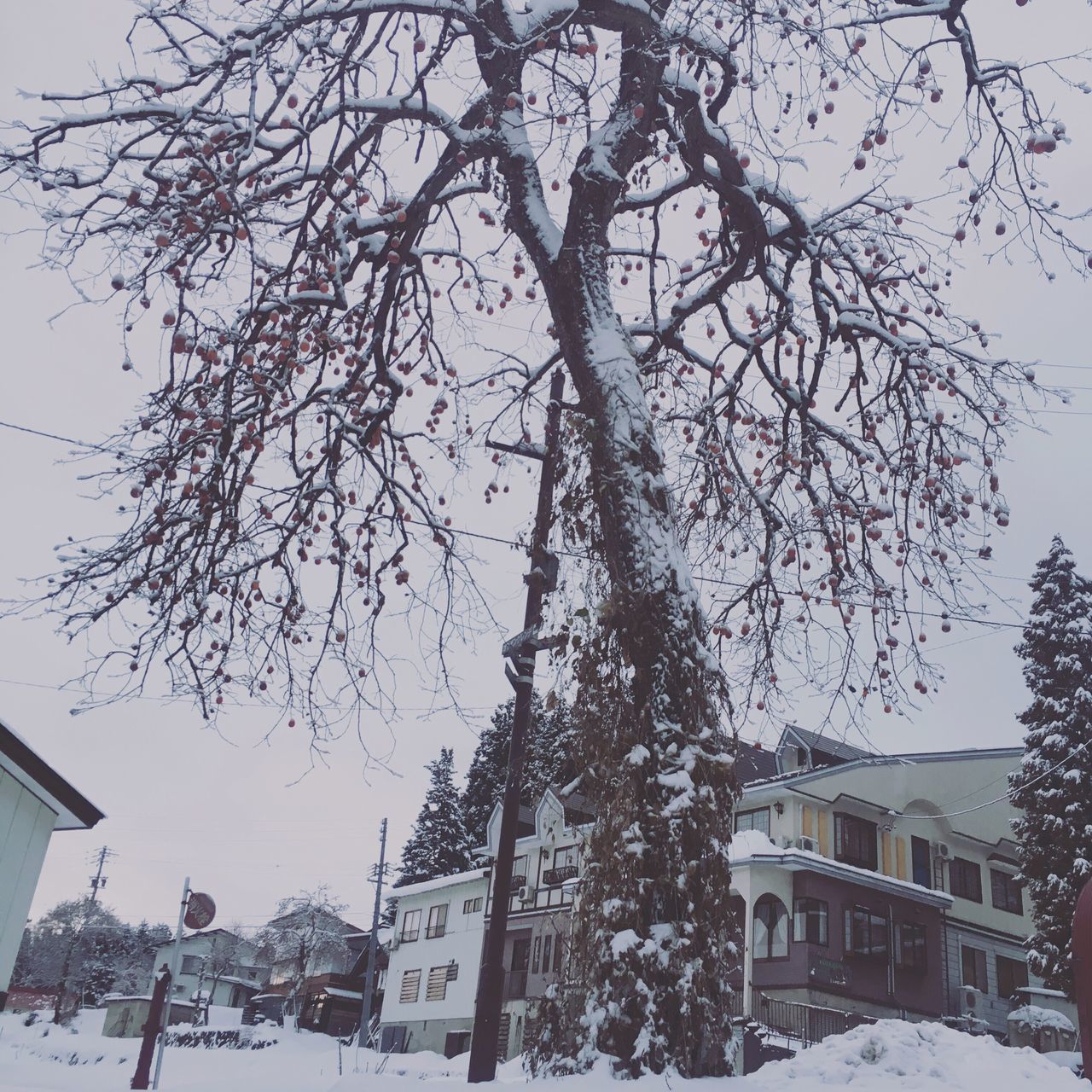 tree, snow, cold temperature, winter, building exterior, built structure, architecture, no people, outdoors, branch, sky, nature, day, snowing