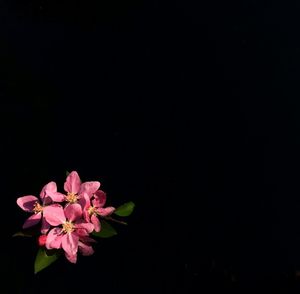 Close-up of pink flowers over black background