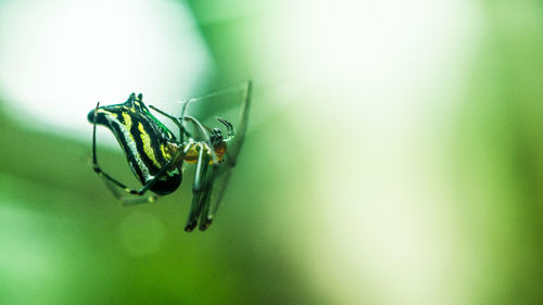 Close-up of insect on leaf