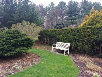 Empty bench on field by trees in forest