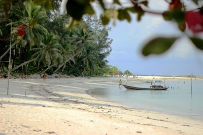 Scenic view of palm trees on beach